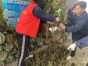 擁抱春天，播種綠色丨中原奧起黨支部開展植樹節(jié)活動